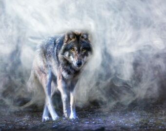 Silver wolf